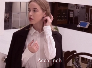 Accafinch