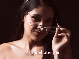Antonellaterrier