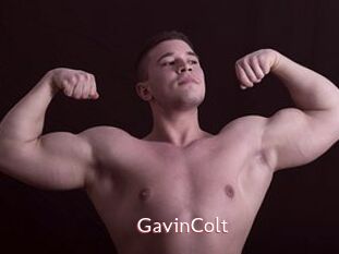 GavinColt