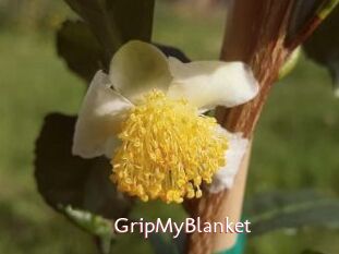 GripMyBlanket