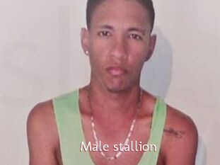 Male_stallion